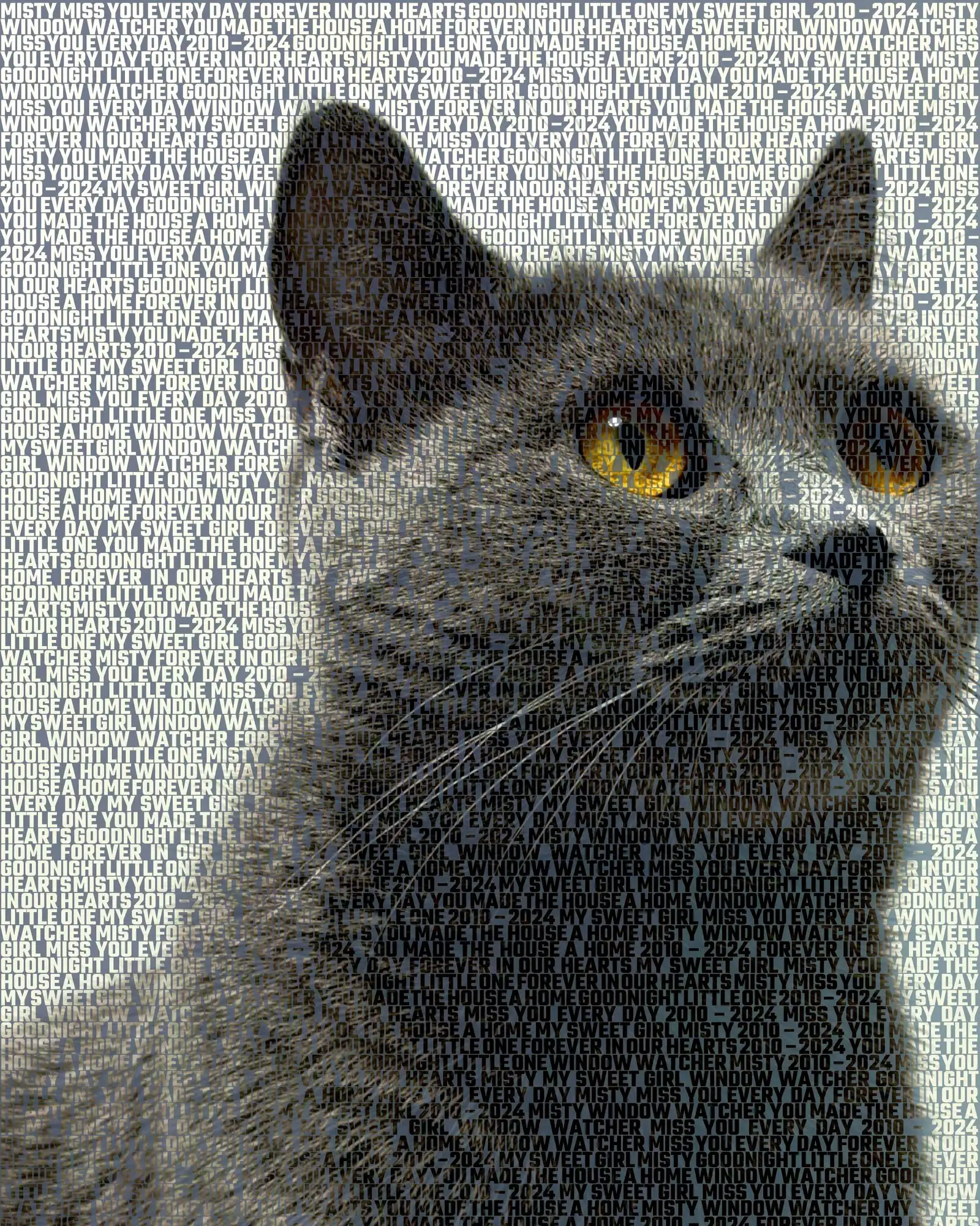 Misty, 2010 – 2024: My sweet girl, Window watcher, Forever in our hearts